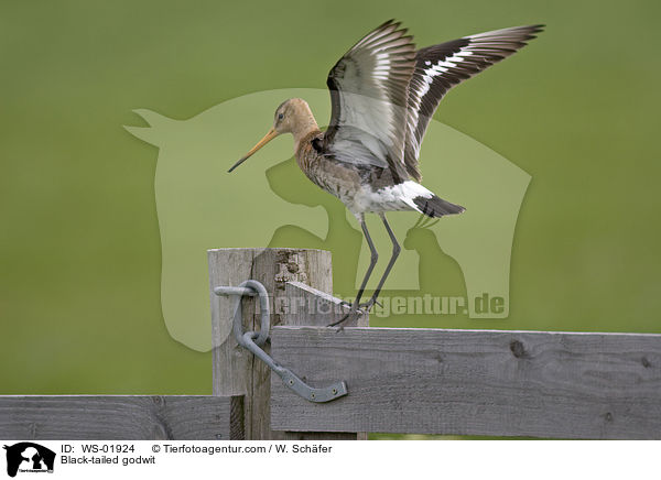 Uferschnepfe / Black-tailed godwit / WS-01924