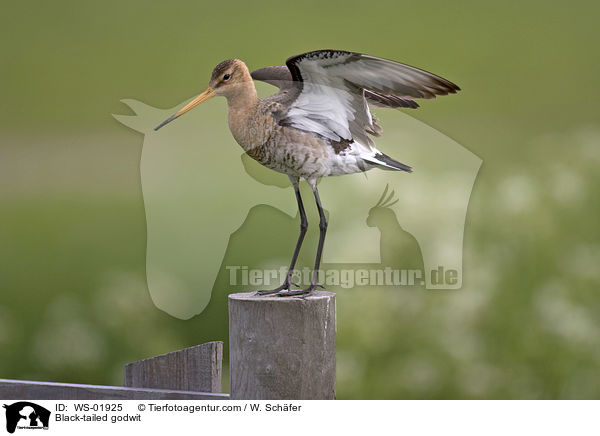 Uferschnepfe / Black-tailed godwit / WS-01925