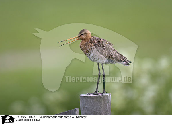 Uferschnepfe / Black-tailed godwit / WS-01926