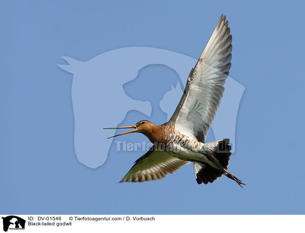 Uferschnepfe / Black-tailed godwit / DV-01546