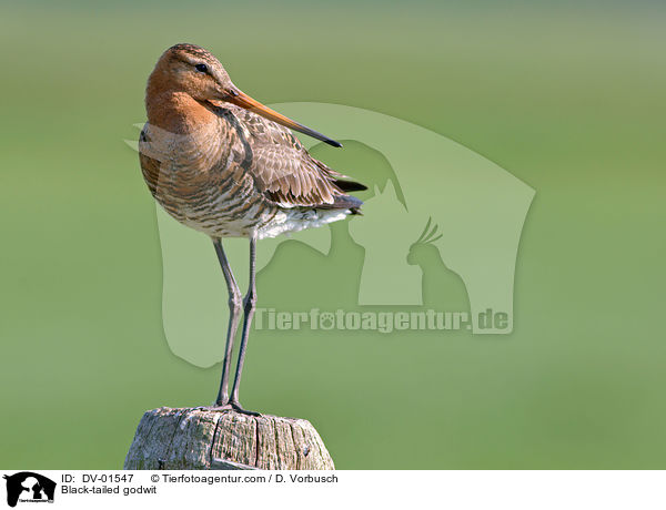 Uferschnepfe / Black-tailed godwit / DV-01547