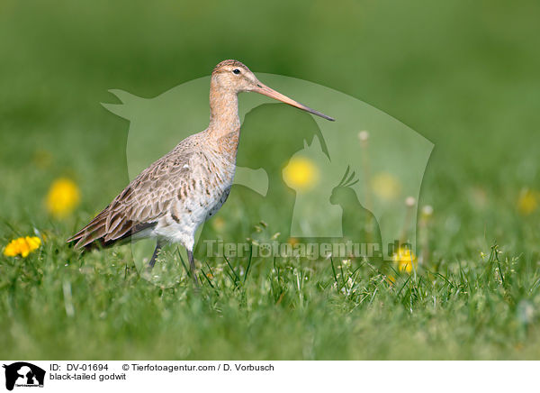 Uferschnepfe / black-tailed godwit / DV-01694