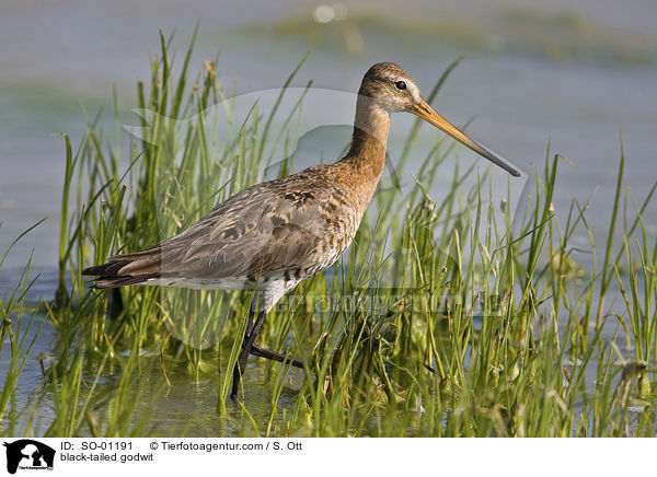 Uferschnepfe / black-tailed godwit / SO-01191