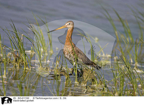 black-tailed godwit / SO-01192