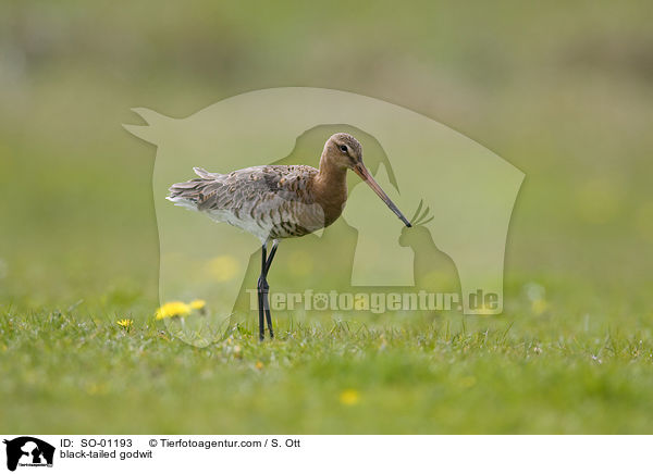 black-tailed godwit / SO-01193