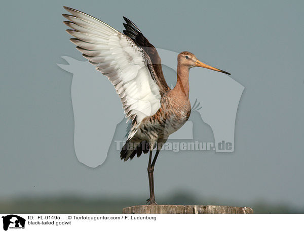 black-tailed godwit / FL-01495