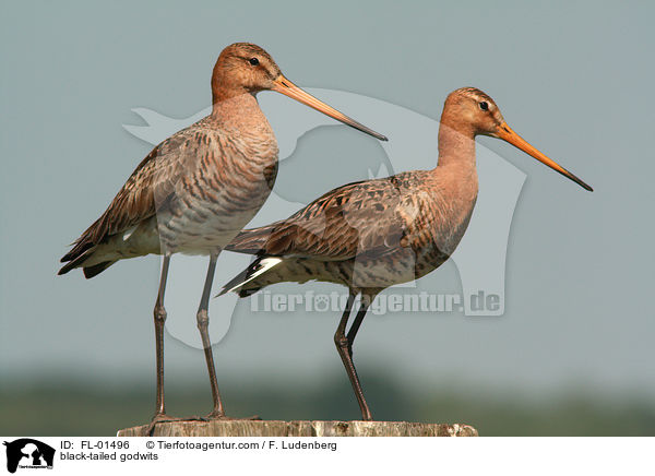 Uferschnepfen / black-tailed godwits / FL-01496