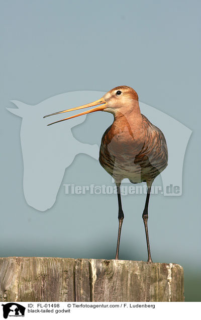 Uferschnepfe / black-tailed godwit / FL-01498