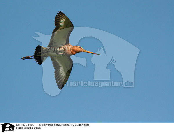 Uferschnepfe / black-tailed godwit / FL-01499