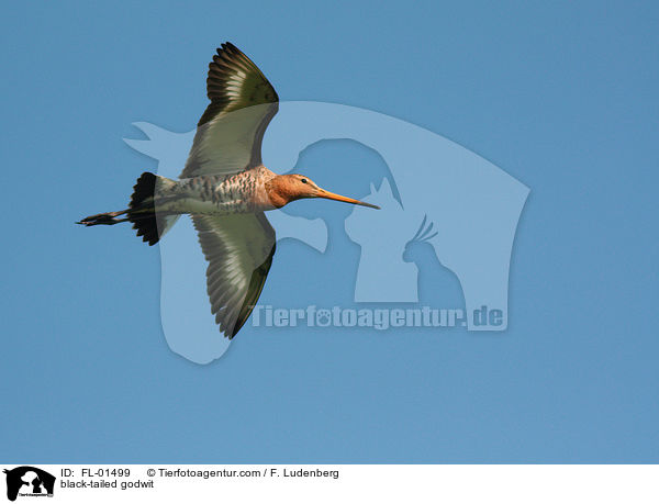 black-tailed godwit / FL-01499