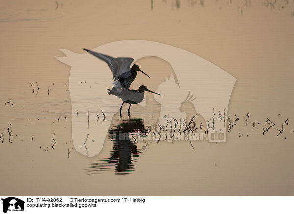 sich paarende Uferschnepfen / copulating black-tailed godwits / THA-02062