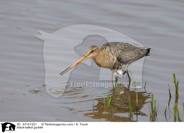 black-tailed godwit / AT-01321