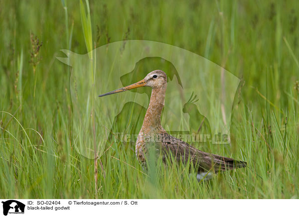 Uferschnepfe / black-tailed godwit / SO-02404