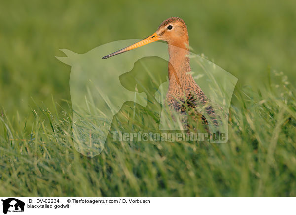 Uferschnepfe / black-tailed godwit / DV-02234