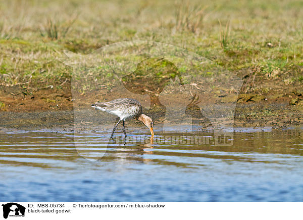 Uferschnepfe / black-tailed godwit / MBS-05734