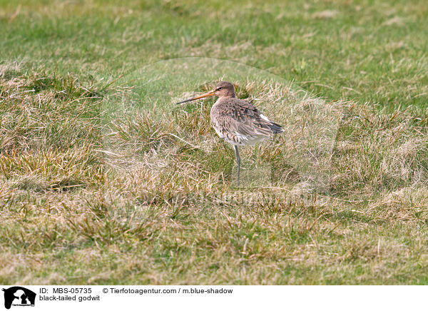 Uferschnepfe / black-tailed godwit / MBS-05735