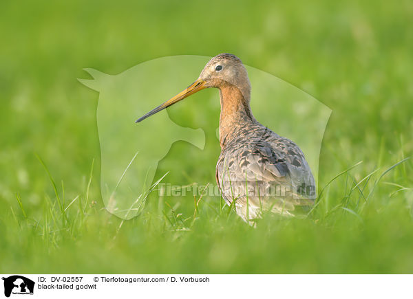 Uferschnepfe / black-tailed godwit / DV-02557
