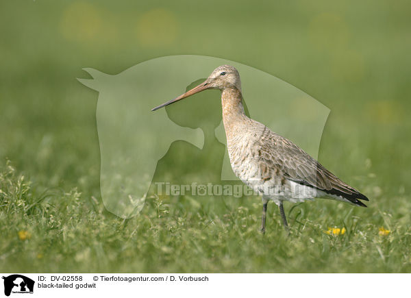 black-tailed godwit / DV-02558