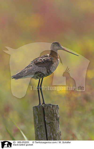 Uferschnepfe / black-tailed godwit / WS-05205