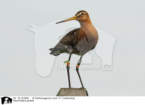 Uferschnepfe / black-tailed godwit / FL-01849