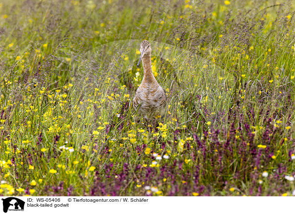 Uferschnepfe / black-tailed godwit / WS-05406