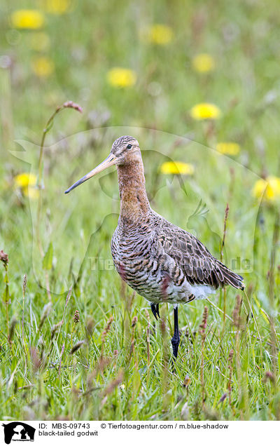 Uferschnepfe / black-tailed godwit / MBS-09743
