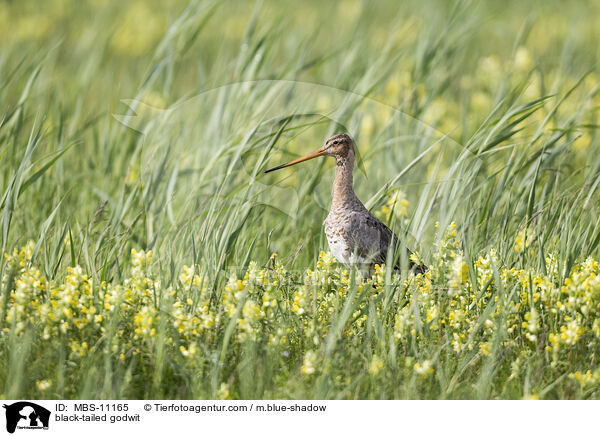 black-tailed godwit / MBS-11165