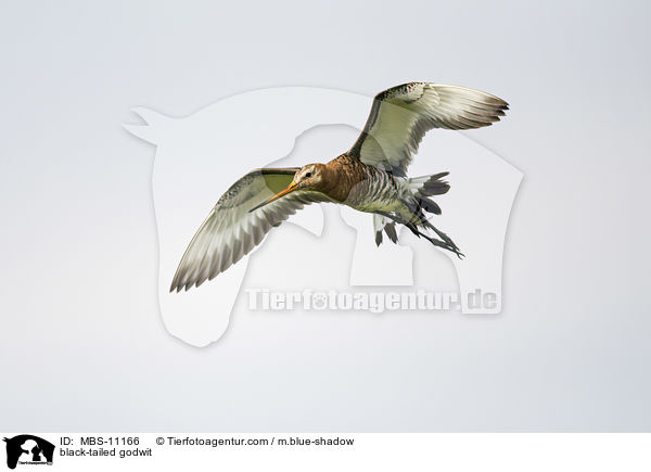 black-tailed godwit / MBS-11166