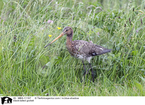 Uferschnepfe / black-tailed godwit / MBS-11167