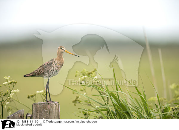 black-tailed godwit / MBS-11169