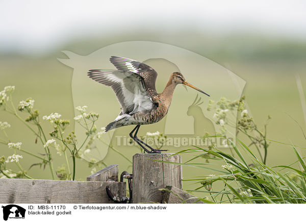 black-tailed godwit / MBS-11170