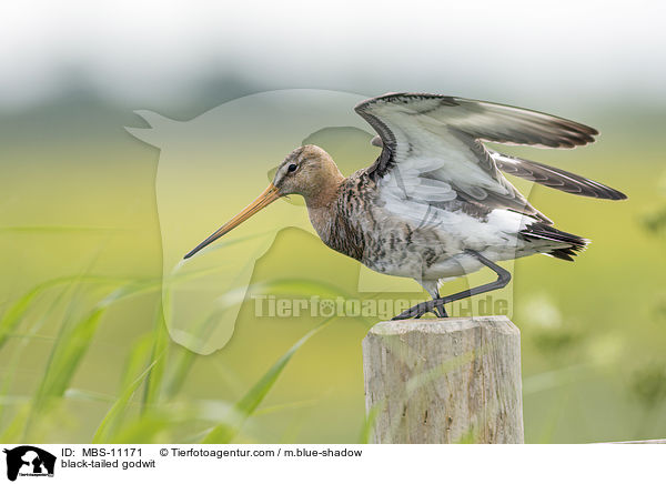 black-tailed godwit / MBS-11171