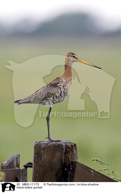 Uferschnepfe / black-tailed godwit / MBS-11175