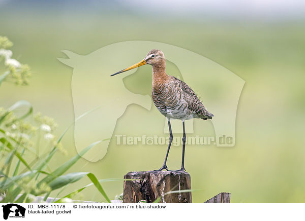 Uferschnepfe / black-tailed godwit / MBS-11178