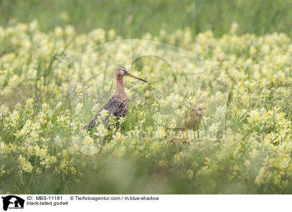 black-tailed godwit / MBS-11181