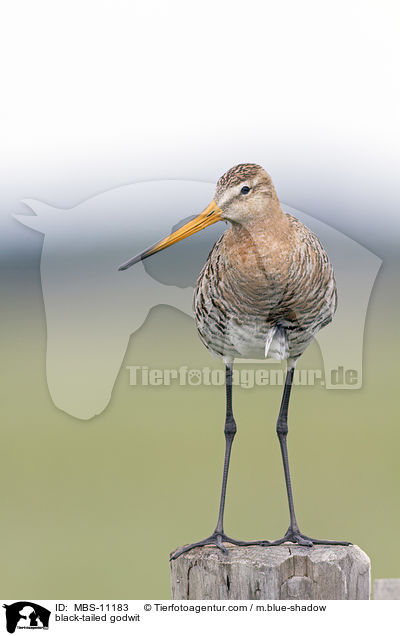 Uferschnepfe / black-tailed godwit / MBS-11183