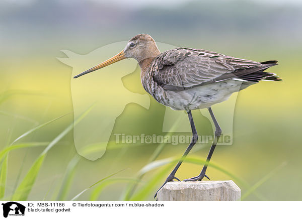black-tailed godwit / MBS-11186