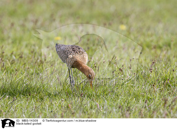 black-tailed godwit / MBS-14309