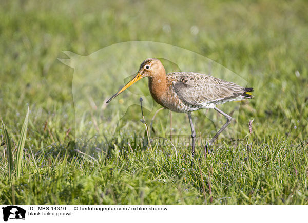 black-tailed godwit / MBS-14310