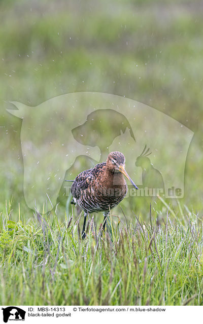Uferschnepfe / black-tailed godwit / MBS-14313
