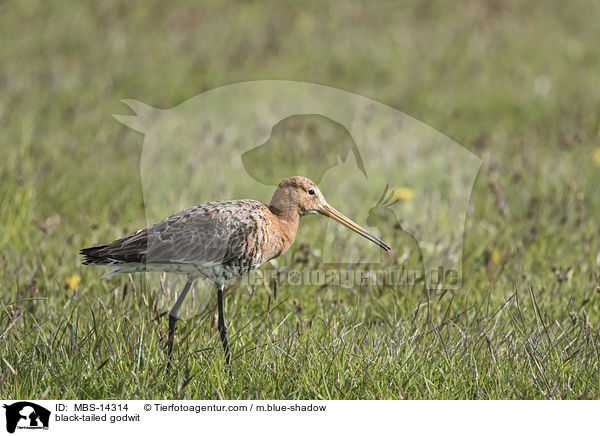 black-tailed godwit / MBS-14314