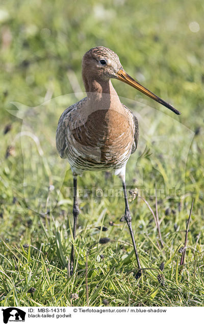 black-tailed godwit / MBS-14316