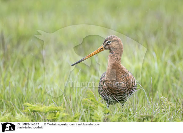 Uferschnepfe / black-tailed godwit / MBS-14317