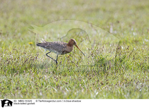 black-tailed godwit / MBS-14320