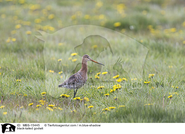 Uferschnepfe / black-tailed godwit / MBS-15445