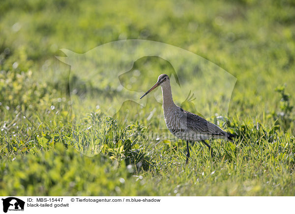 Uferschnepfe / black-tailed godwit / MBS-15447
