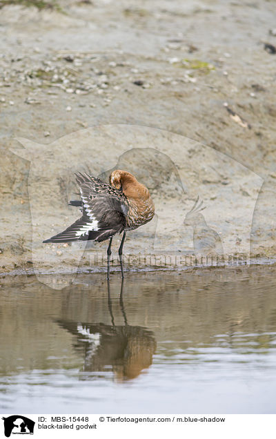 black-tailed godwit / MBS-15448