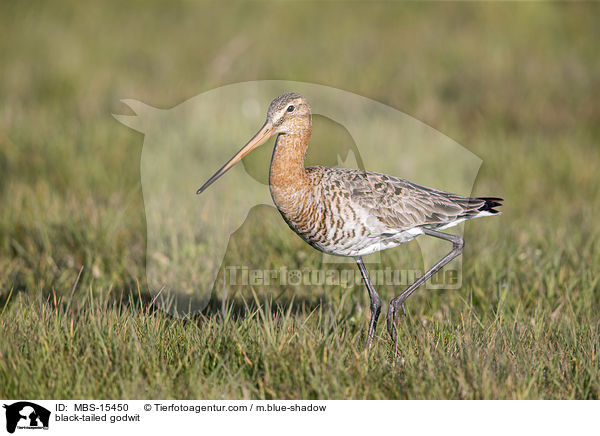 Uferschnepfe / black-tailed godwit / MBS-15450