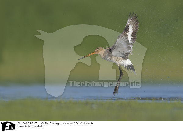 black-tailed godwit / DV-03537