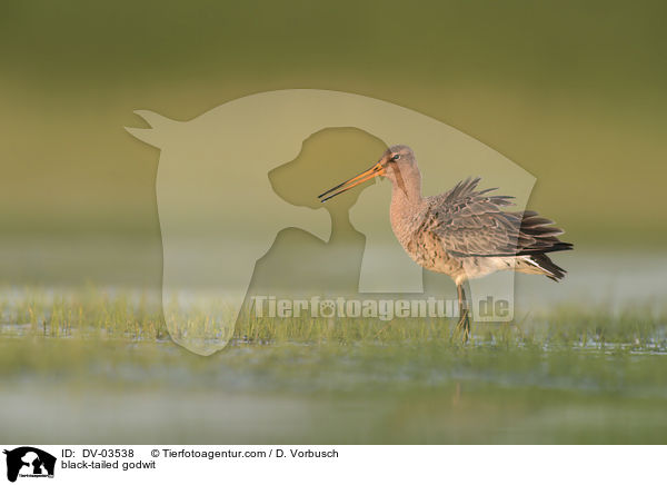 Uferschnepfe / black-tailed godwit / DV-03538